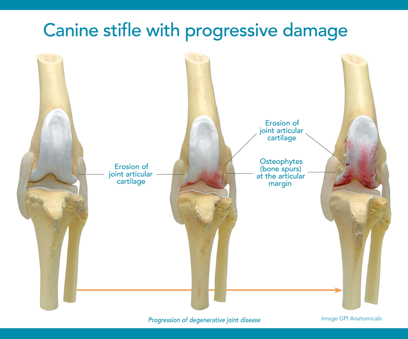 Adequan Canine Stifle with Progressive Damage