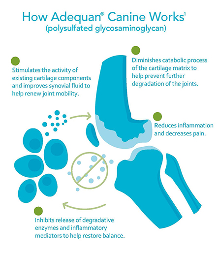 Adequan Canine how it works joint