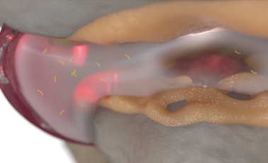 Adequan Equine degraded cartilage rendering