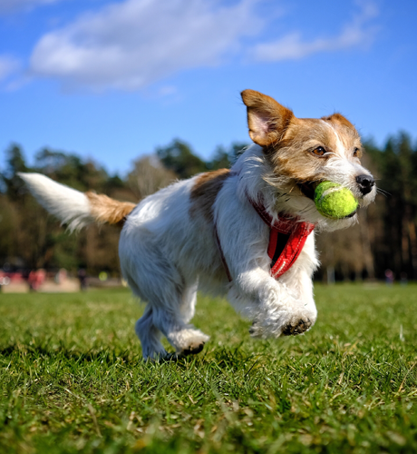 Clinical-Studies-Canine-red-ball-dog-2