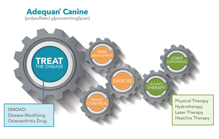 Adequan Canine multimodal oa therapy